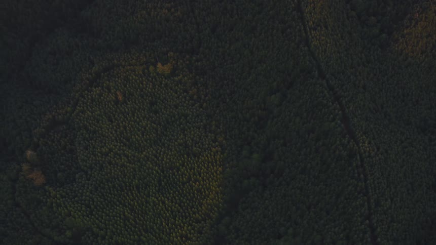 Yellow trees in the center of a large forest