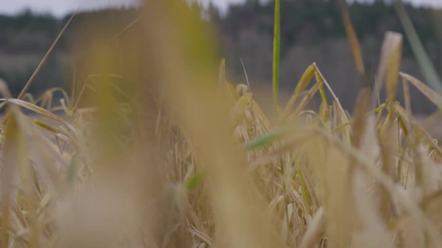 Yellow grass from grass-eye level