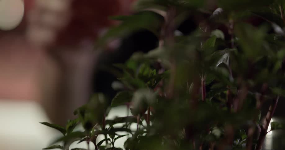 A woman is plucking a flower