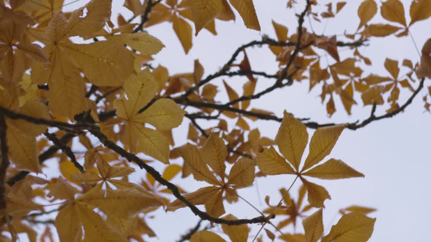 Tree leaves outdoor on a cloudy