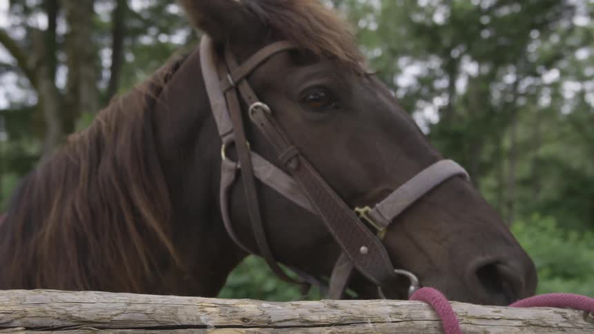 A horse wearing a bridle puts it's head over a fence