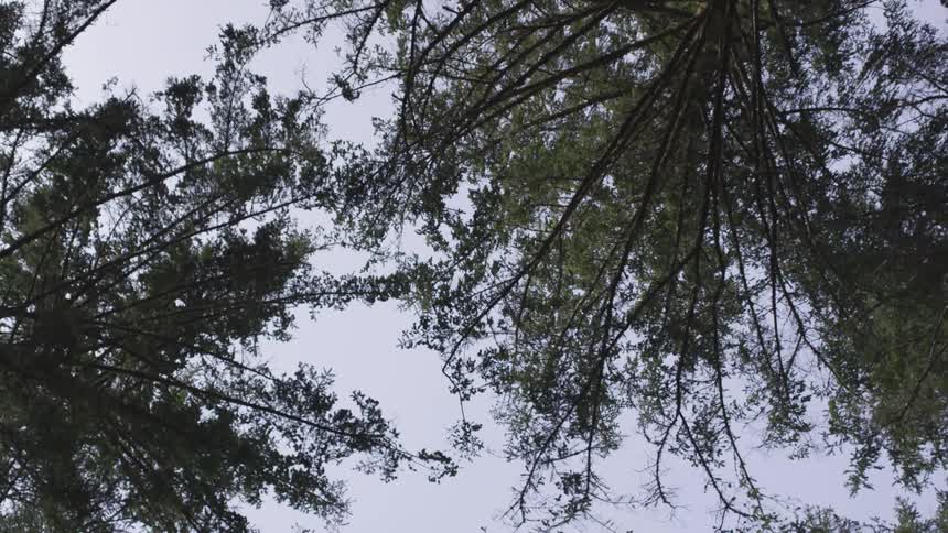 Overcast sky peeks through forest trees in the afternoon