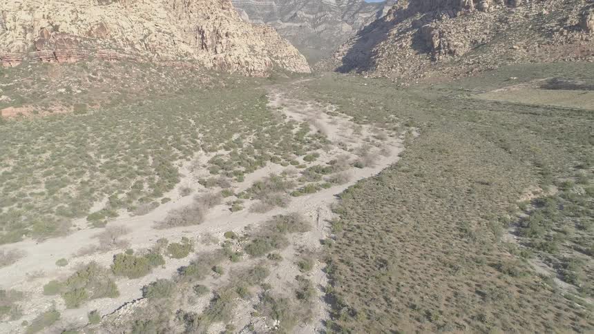 A lot of trees that are in a desert