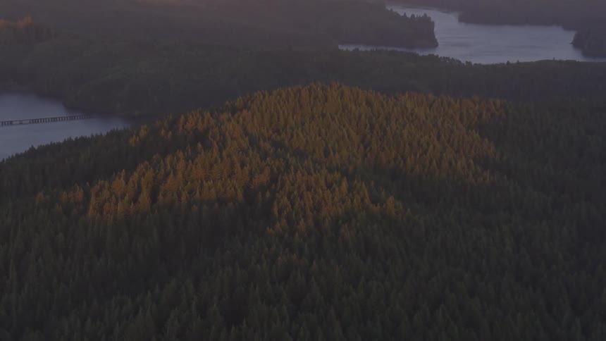 Yellow trees in the middle of a forest