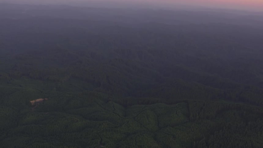 Coastal Forest Aerials