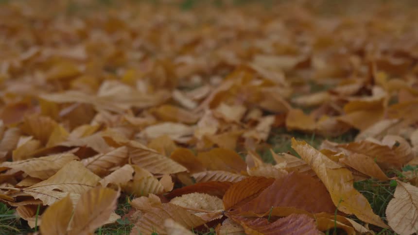 Lots of leaves on a lawn