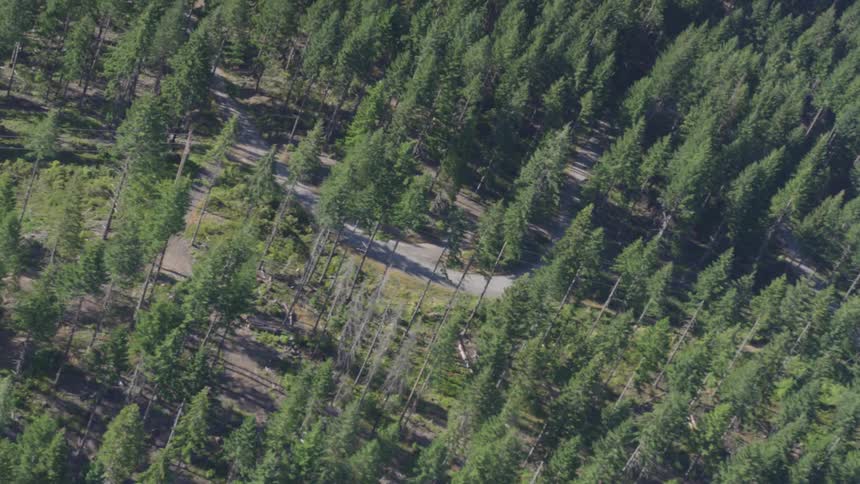 A forest of pine trees