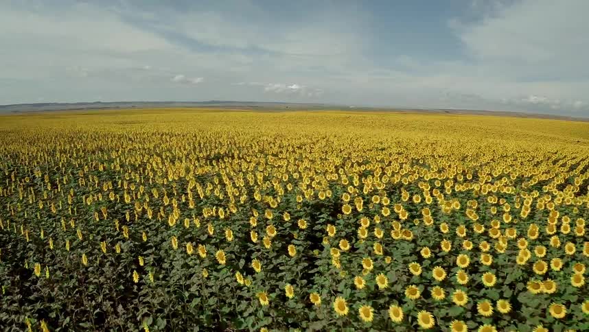 A scenery of a yellow flower field