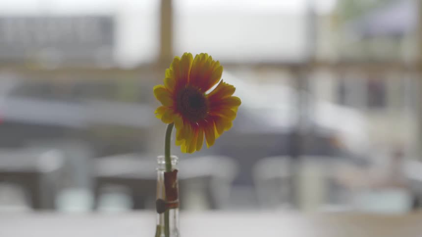 A flower sitting in a vase on a desk
