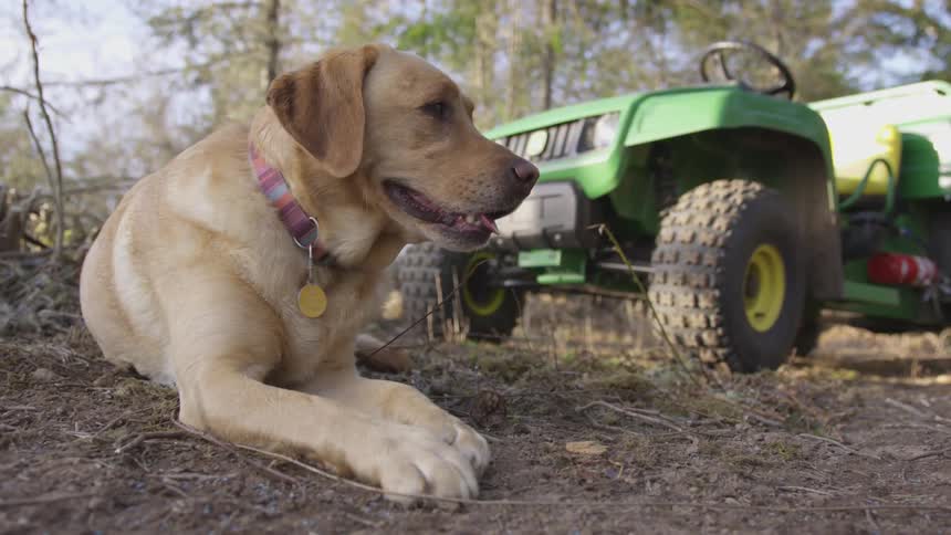 Golden lab laying down outside with an atv in the background