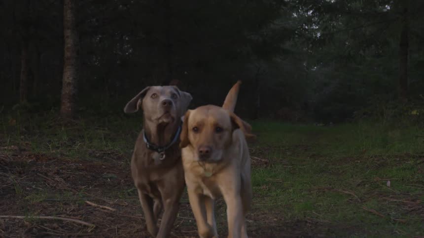 Dogs Living On A Farm