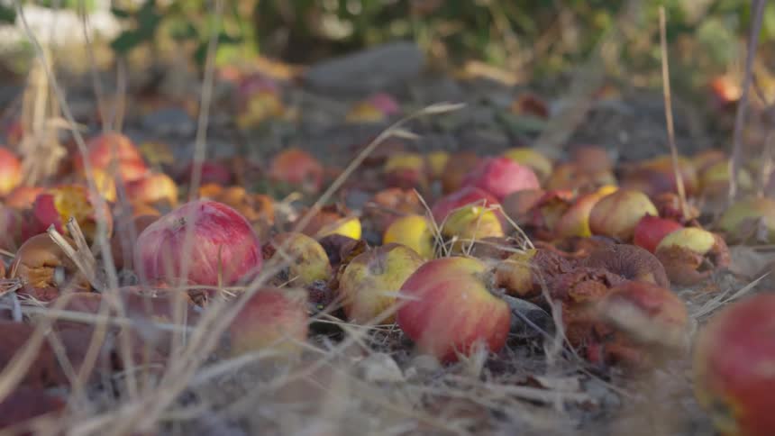 Apples fallen from the tree lay on the on the tall unkempt grass