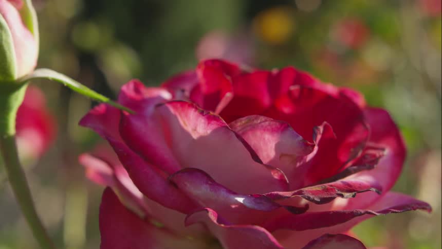 A flower that is growing in a garden