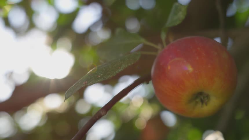 An apple hanging on a tree