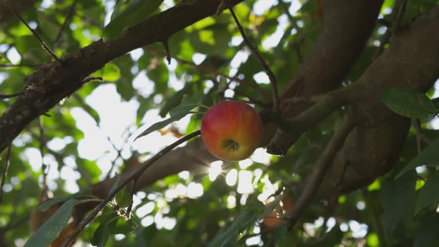 Camera pans past a single apple in a tree as the sun appears behind it on a bright sunny day