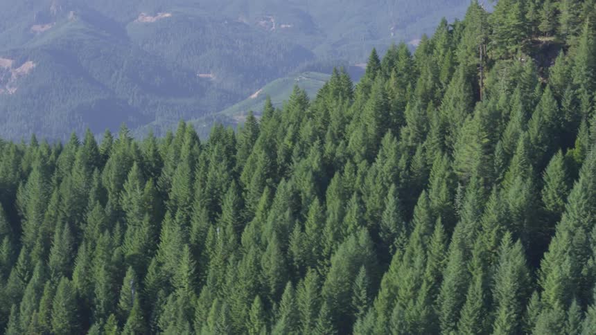 Coastal Forest Aerials