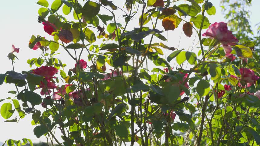 The sunlight pours through the spaces in between the leaves of a flower plant on a bright sunny day