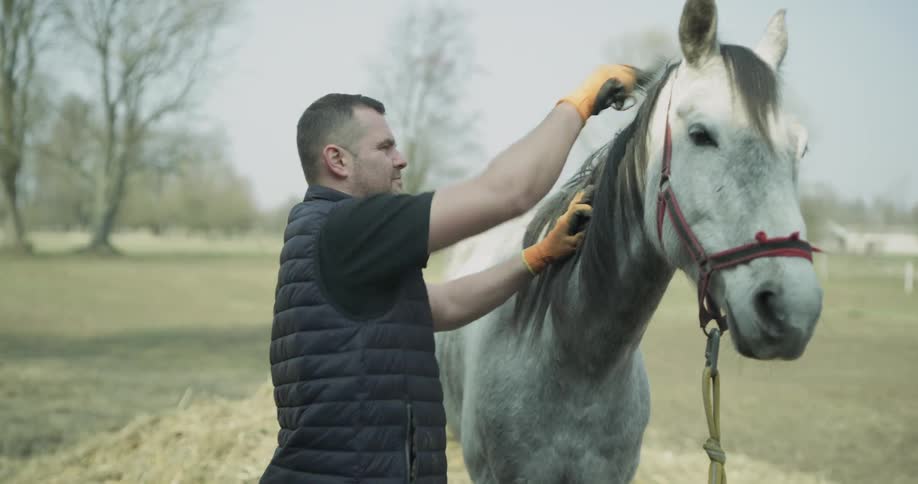 A man is brushing a horse's mane