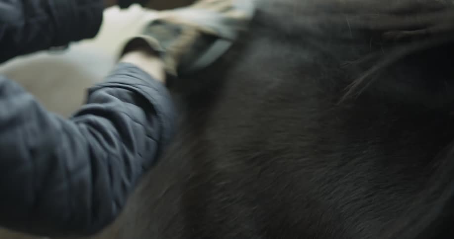 A man combs a brown horse