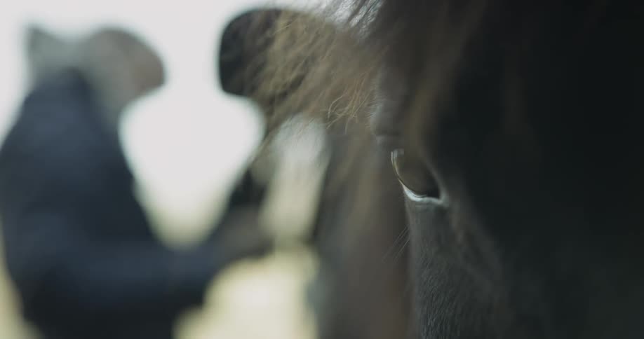 Horse Stables