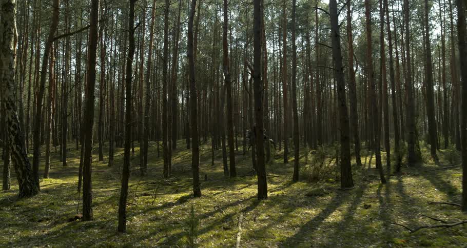 Two riders gallop through a forest on horseback