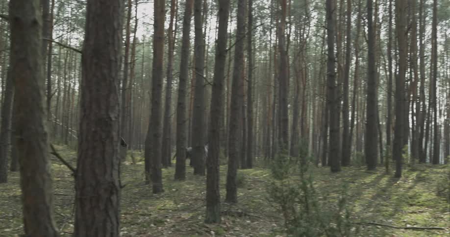 Two people ride horses through the trees