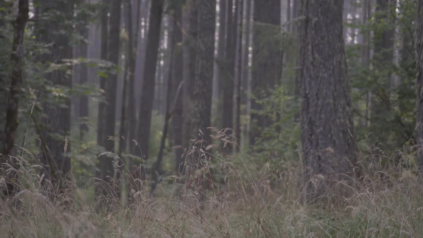 There is some tall grass amidst several tall trees in a forest