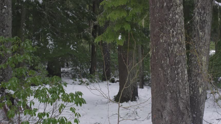 Snow covers ground between tall trees in woods during the day