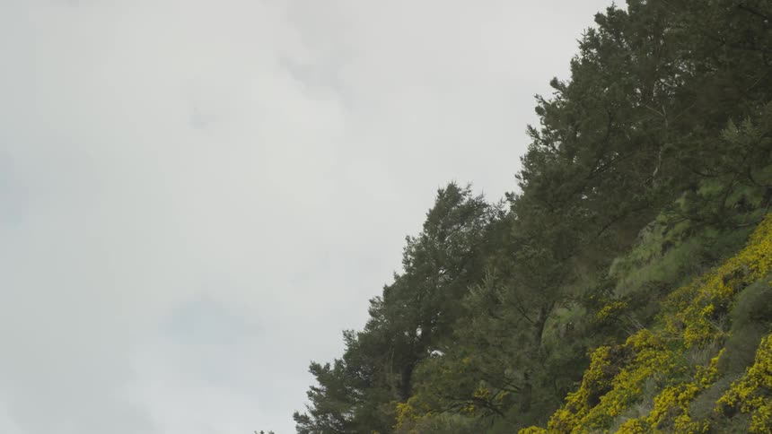 Trees and bushes line steep incline under heavy clouds