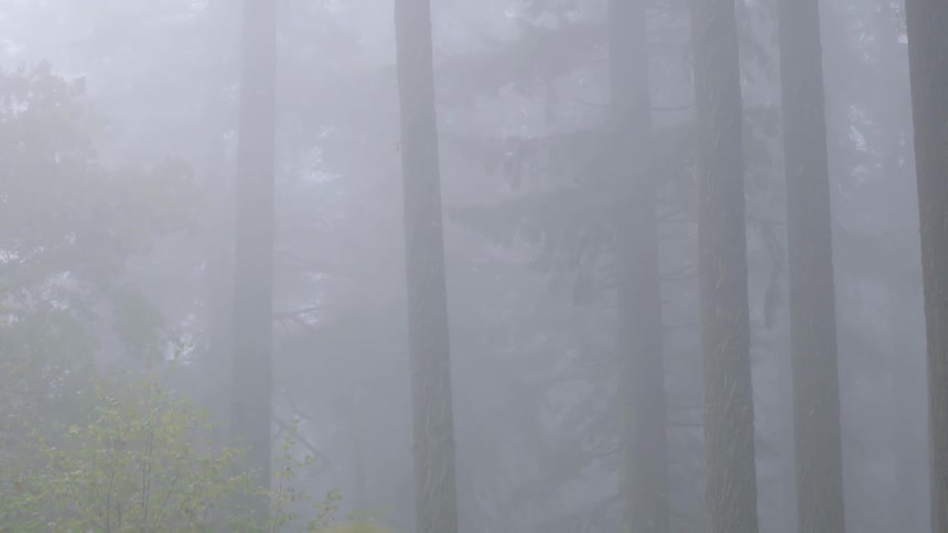 Forest Scenics