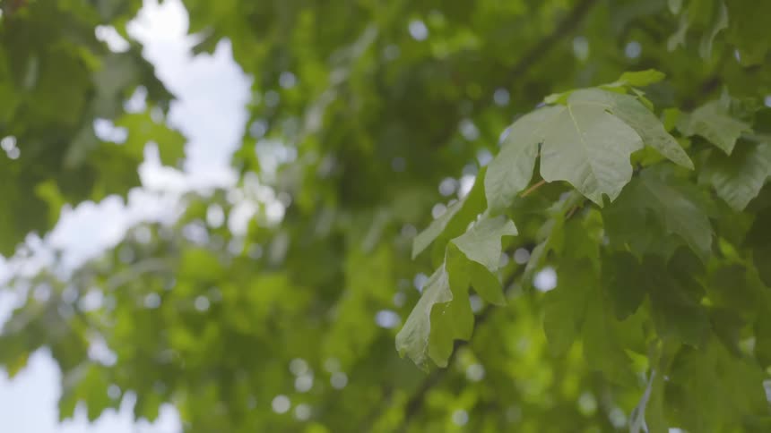 Green leaves sway in the wind
