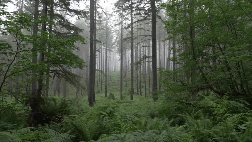 Forest Trail Scenics