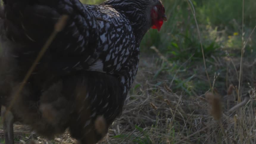 Chickens walk through a field