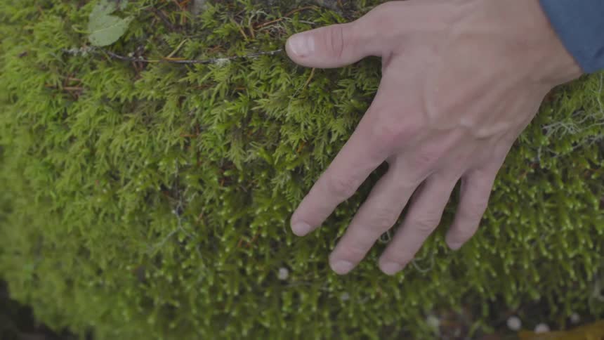 Hand runs across moss on rock