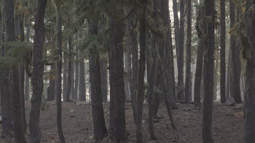 Tall thin trees on the crest of a hill in a misty woods