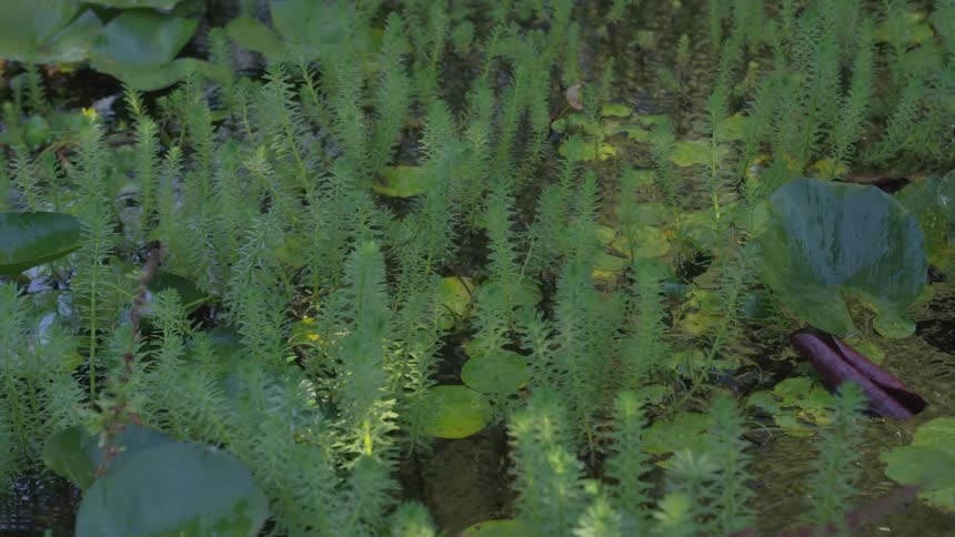 Plant life on top of the water