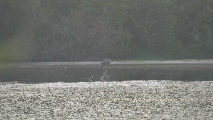 Heron stands in lake