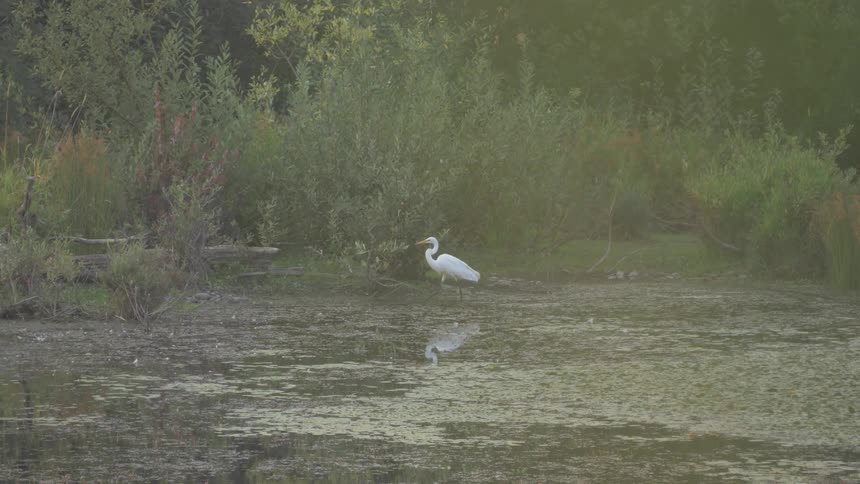 Swan walks in the swamp by day