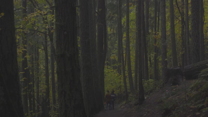 People walk in the forest among long trees in the daytime