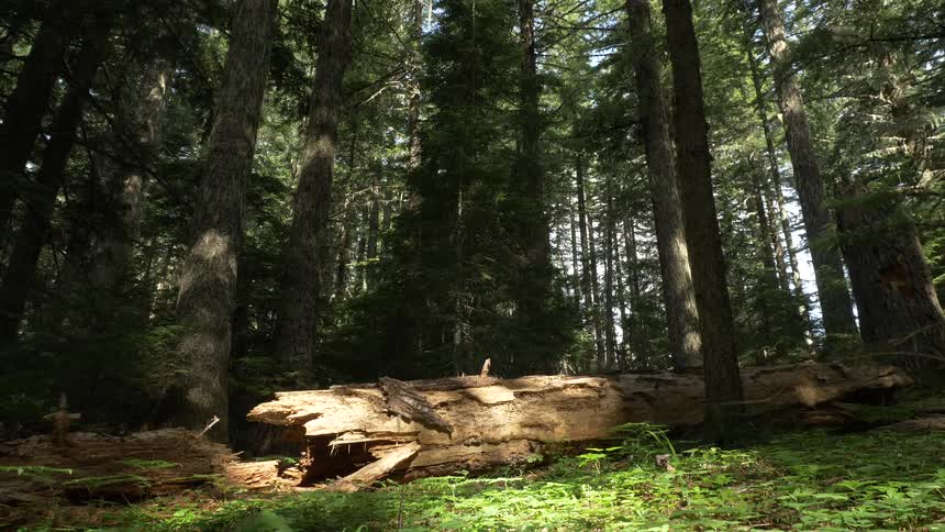 A fallen log lays amidst trees in a forest