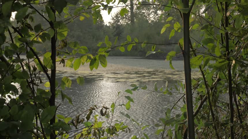 Stream water flows through forest in sunny day