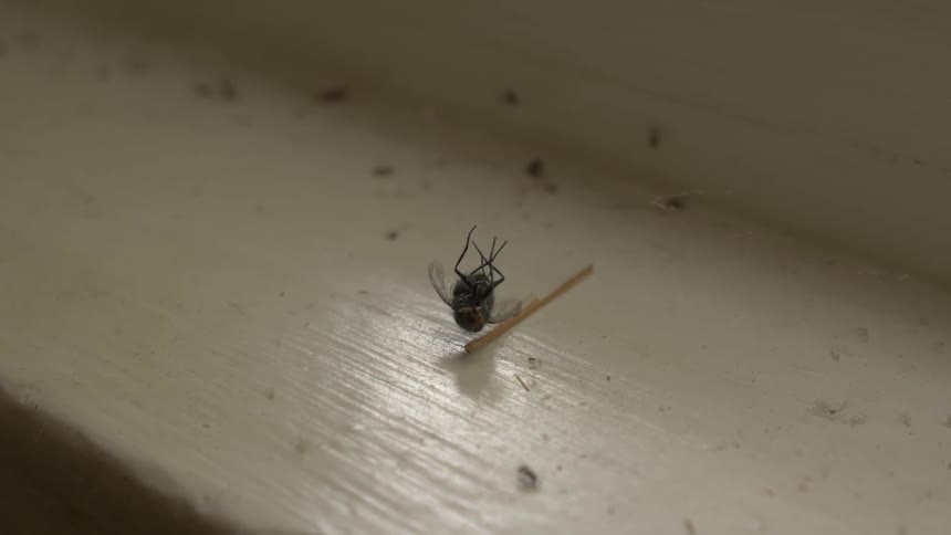 A dead insect on a ledge