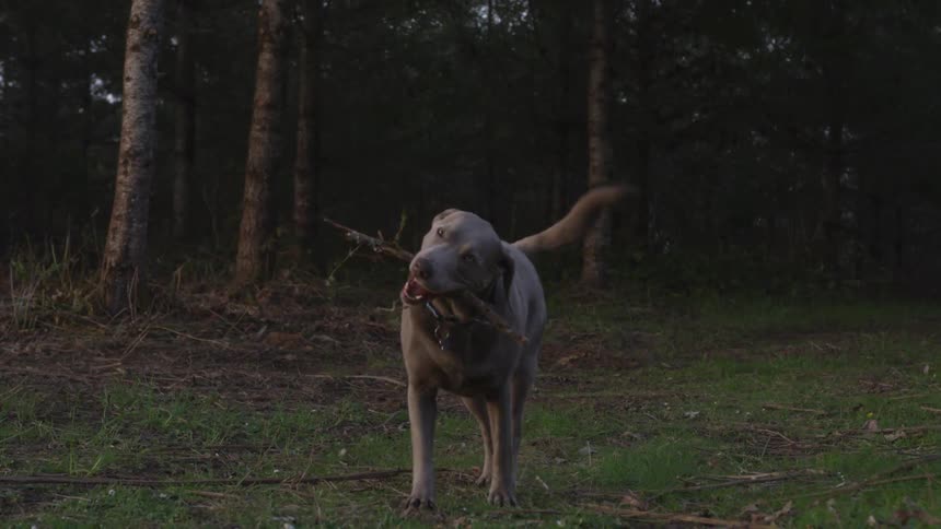 Dogs Living On A Farm