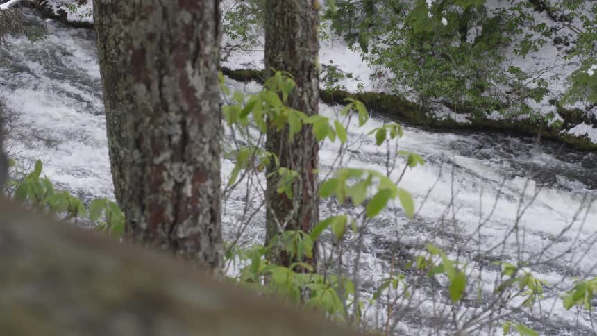 A rover streams quickly downhill at the bottom of a hill in a forest