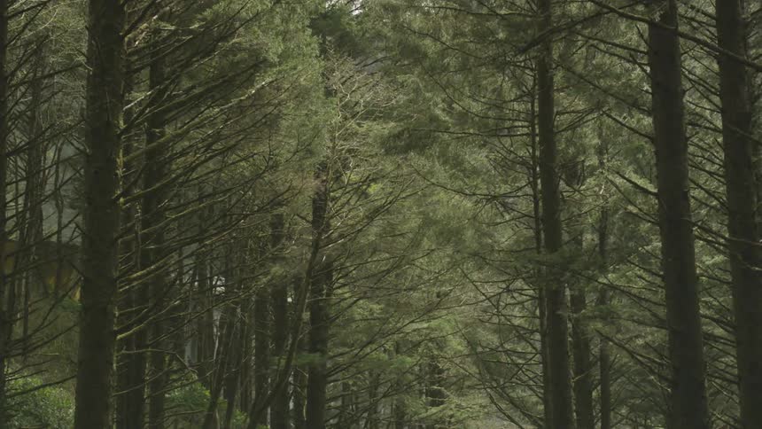 A forest that is full of trees