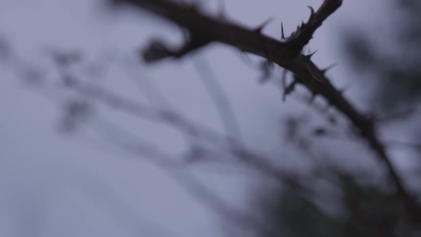 Bare branch with thorns under white sky in winter