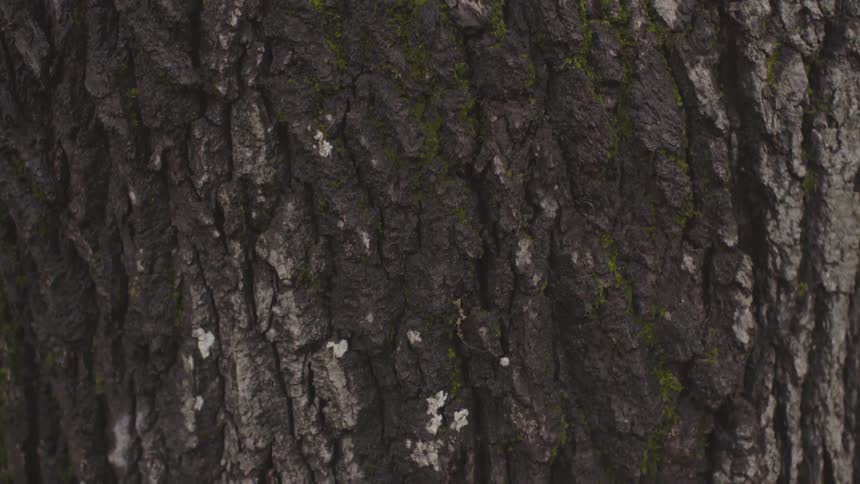 Forest Scenics