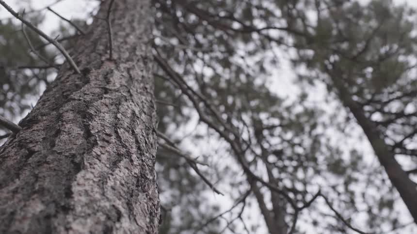 The trees are tall and have leaves