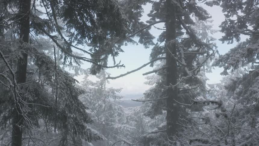 The forest is covered in snow