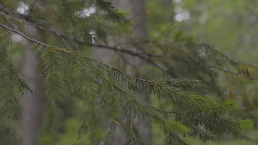 Forest Scenics